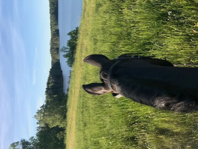 Hyresbostad på Stjärnhov i stjarnhov