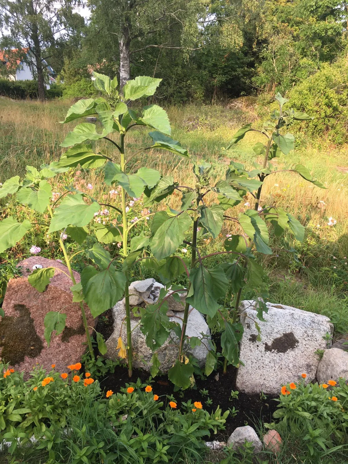 Hyresbostad på Färentuna i farentuna