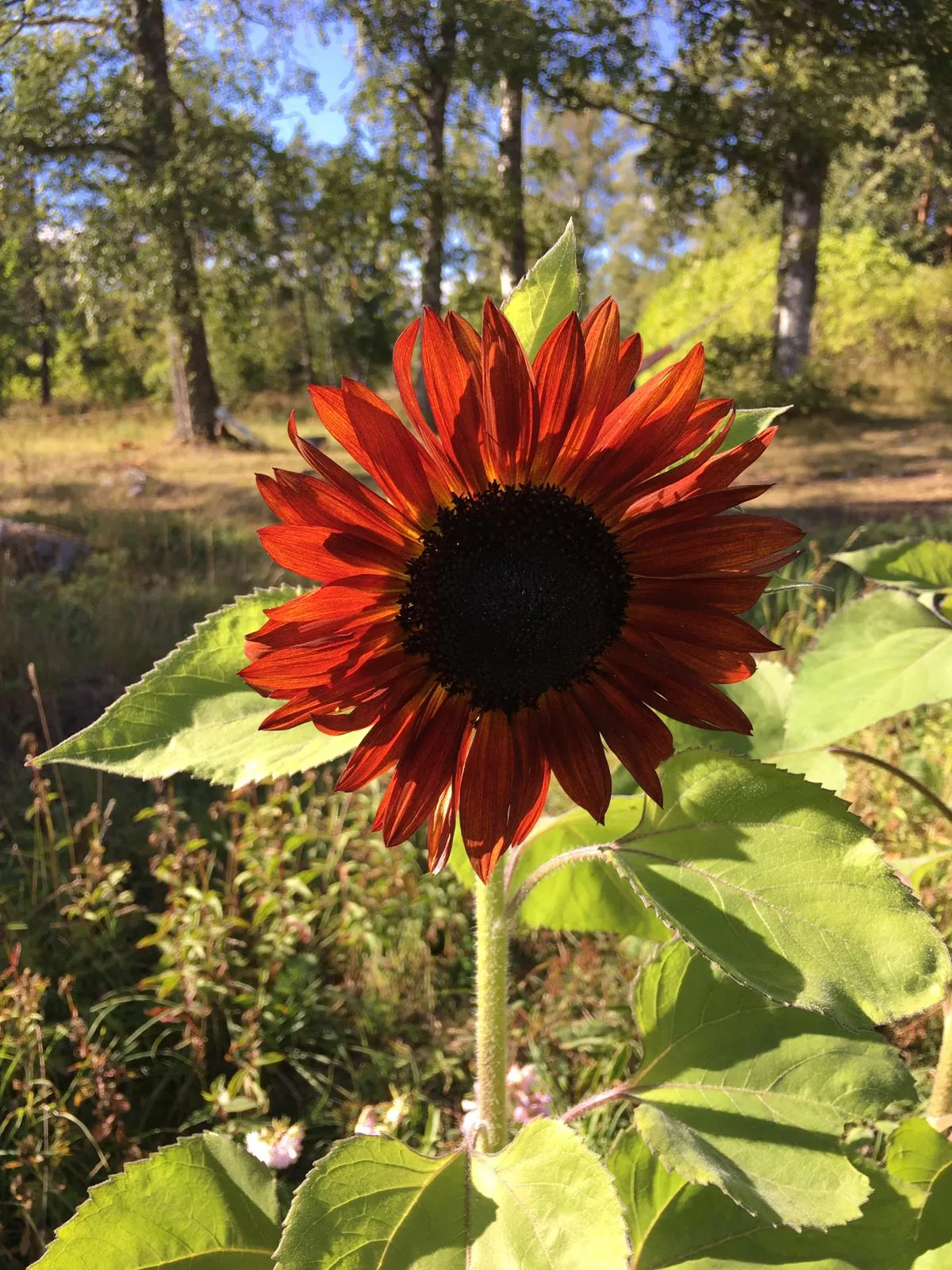 Hyresbostad på Färentuna i farentuna