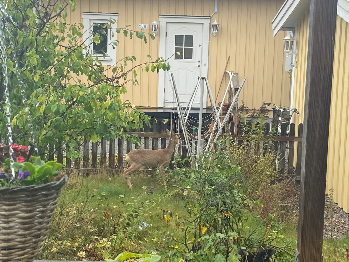 Hyreslägenhet på Huddinge i huddinge