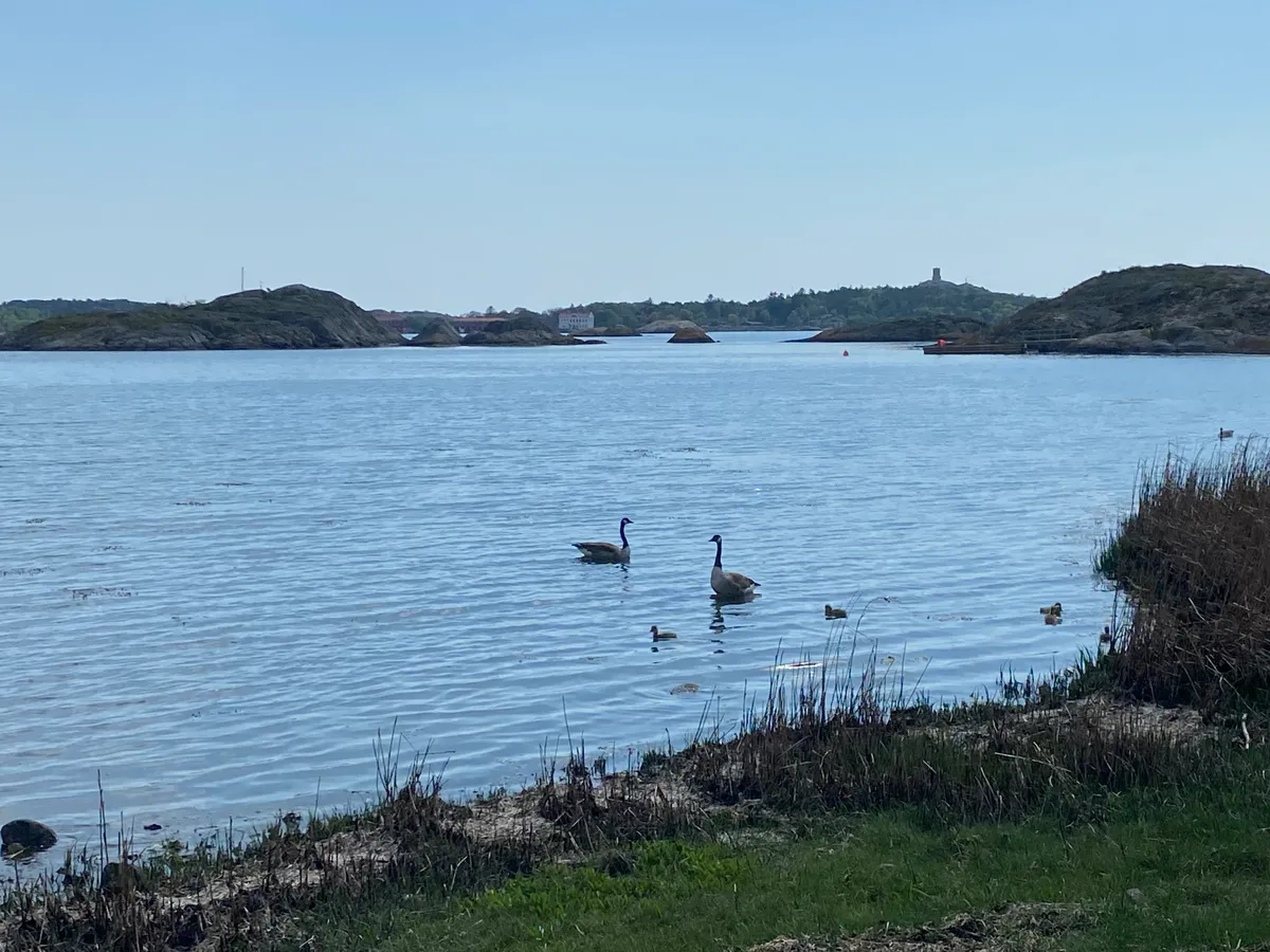 Hyresbostad på Brännö i branno