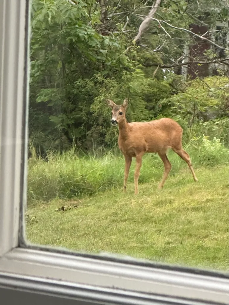 Hyresbostad på Lidingö i lidingo