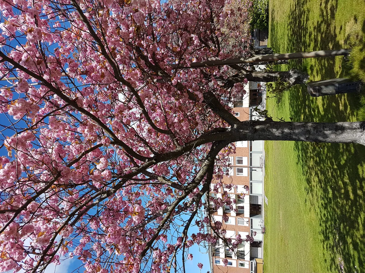 Hyreslägenhet på Oxelösund i oxelosund