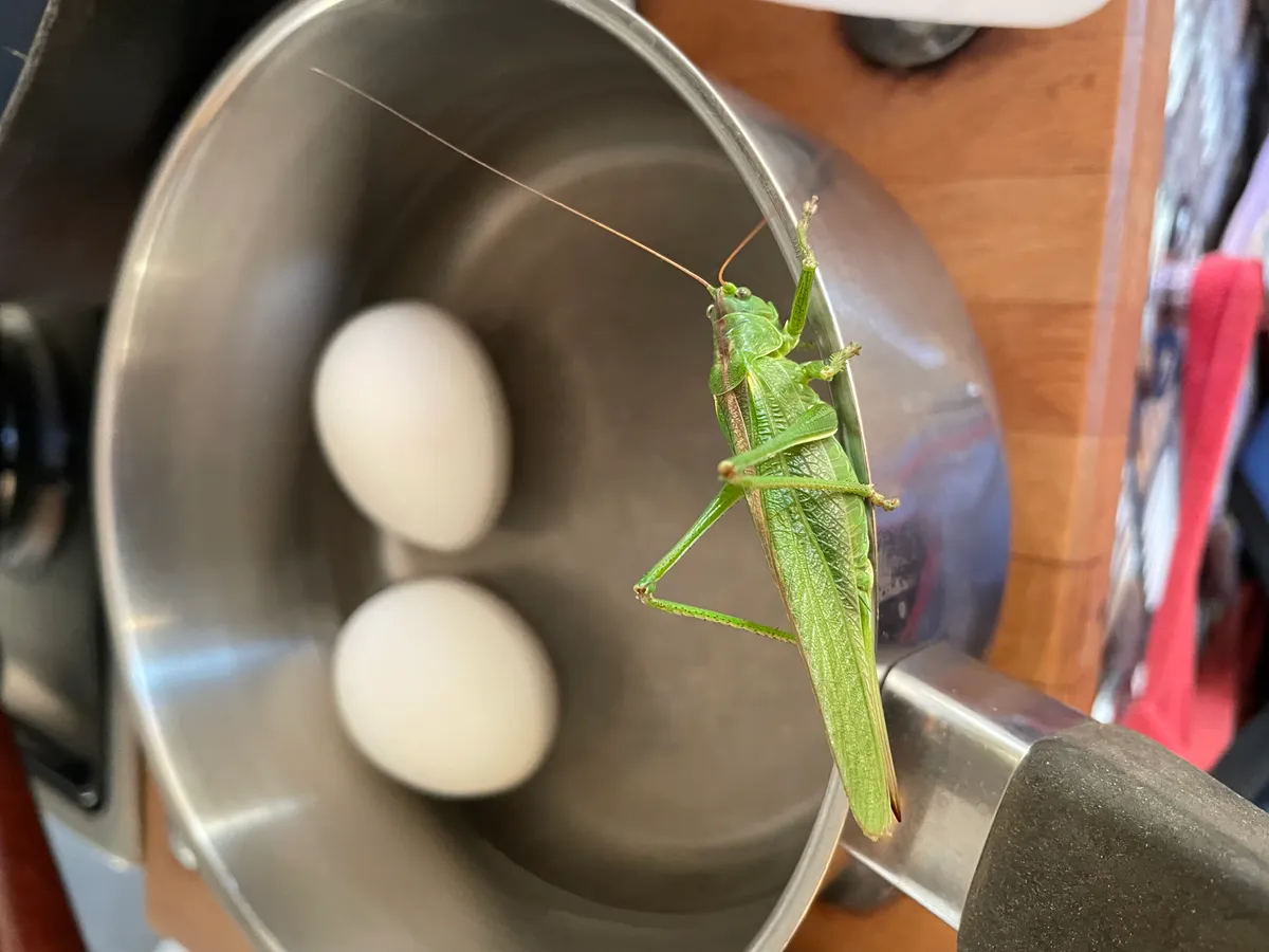 Hyreslägenhet på Varberg i varberg