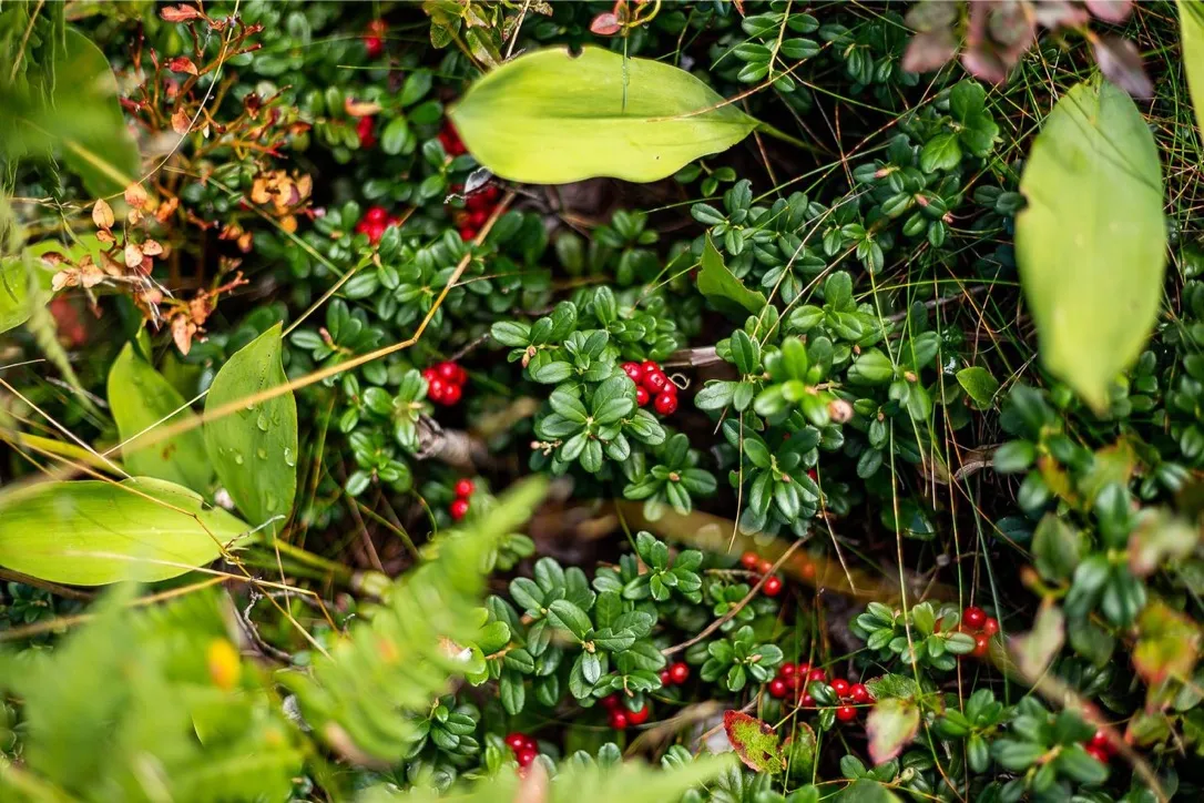 Hyresbostad på Knivsta i knivsta