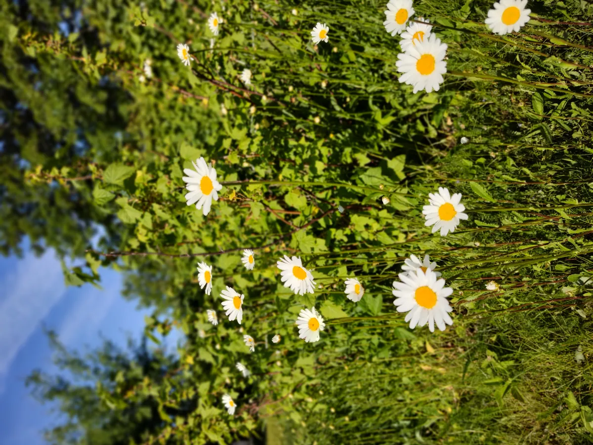 Hyresbostad på Sköndal i skondal