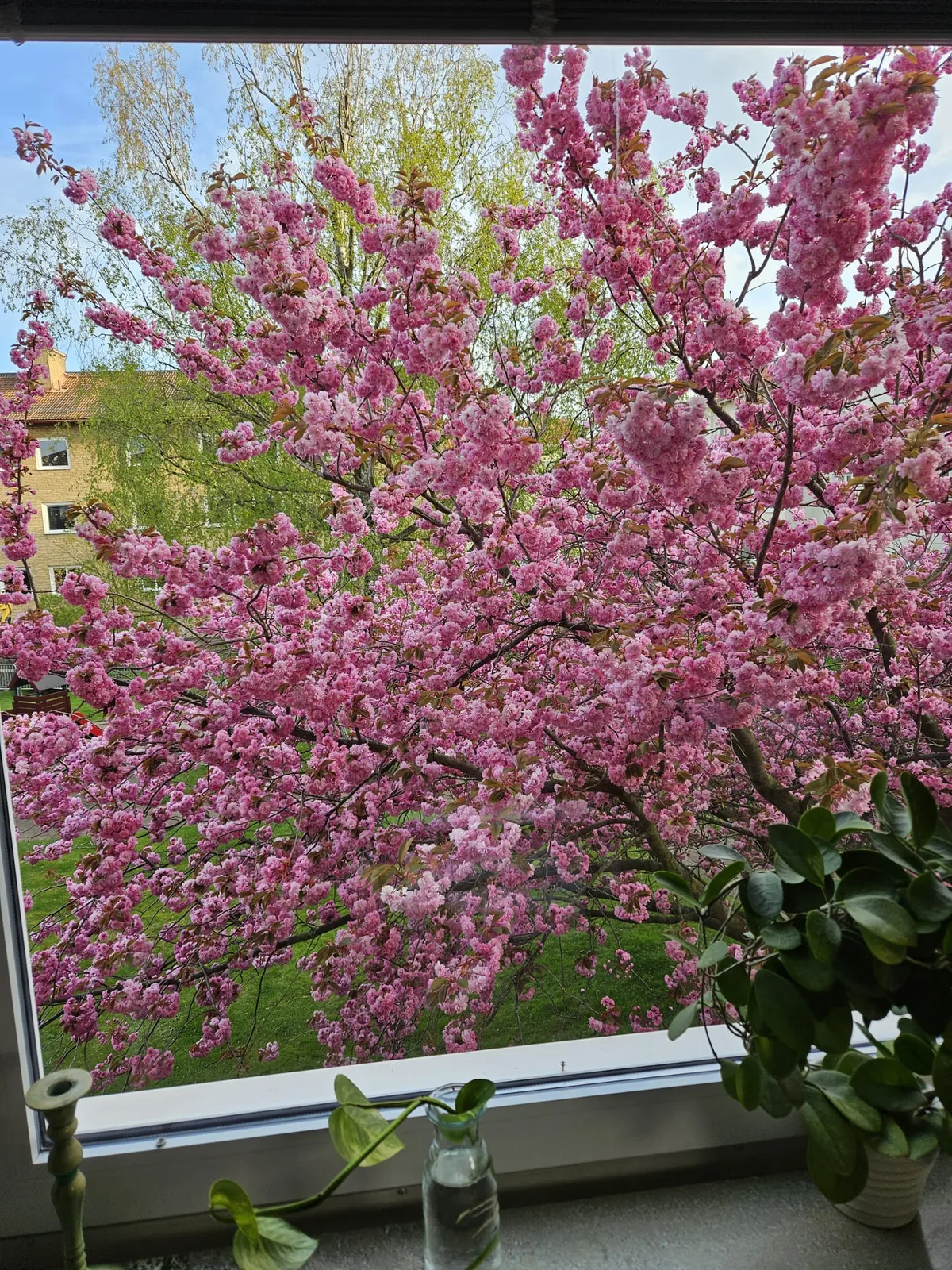 Hyreslägenhet på Malmö i malmo
