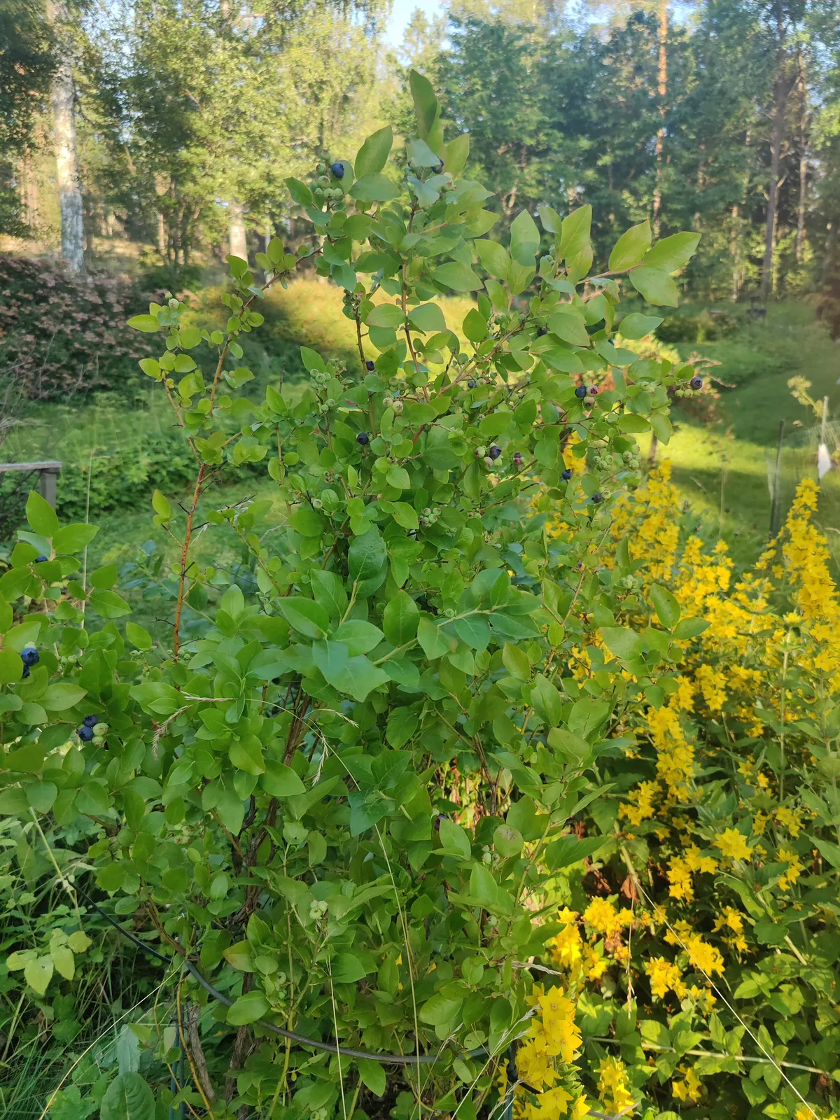 Hyresbostad på Espoo i espoo