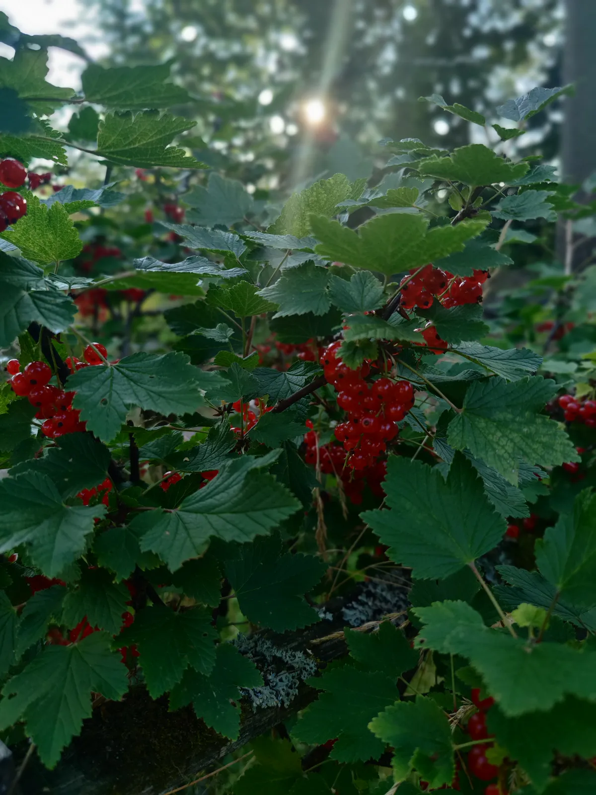 Hyresbostad på Espoo i espoo