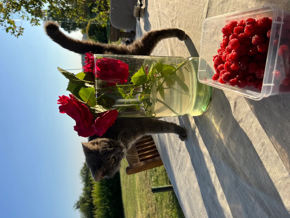 Hyresbostad på Ekerö i ekero