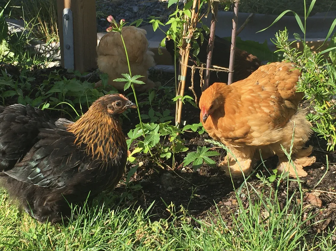 Hyreslägenhet på Styrsö i styrso