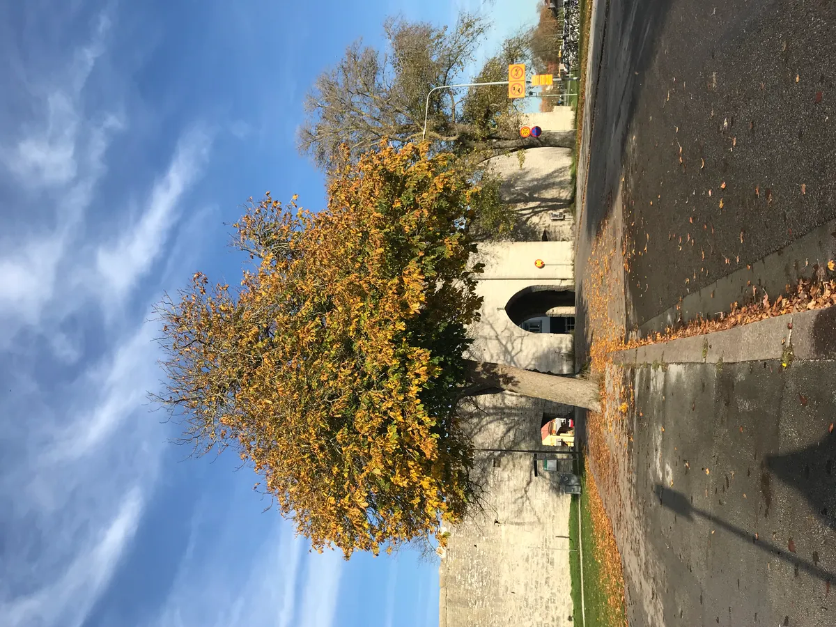 Hyreslägenhet på Visby i visby