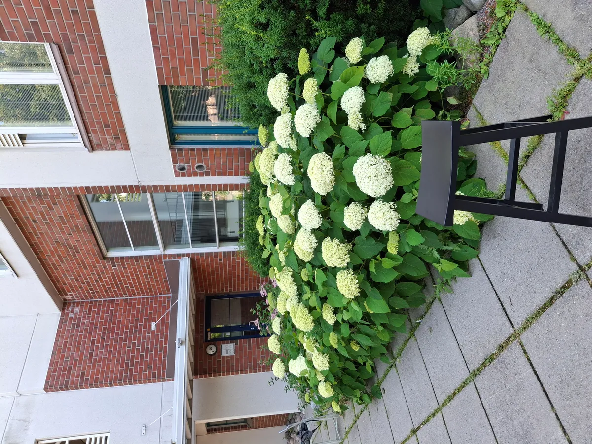 Hyreslägenhet på Espoo i espoo