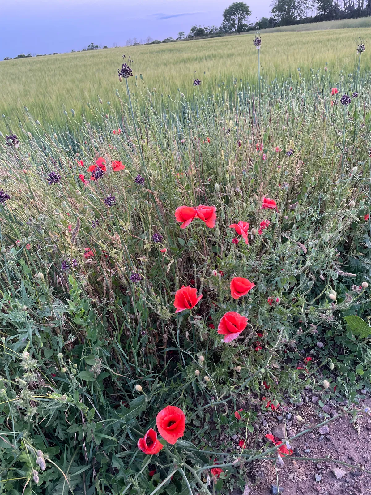 Hyresbostad på Borgholm i borgholm