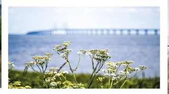 Hyresbostad på Bunkeflostrand i bunkeflostrand
