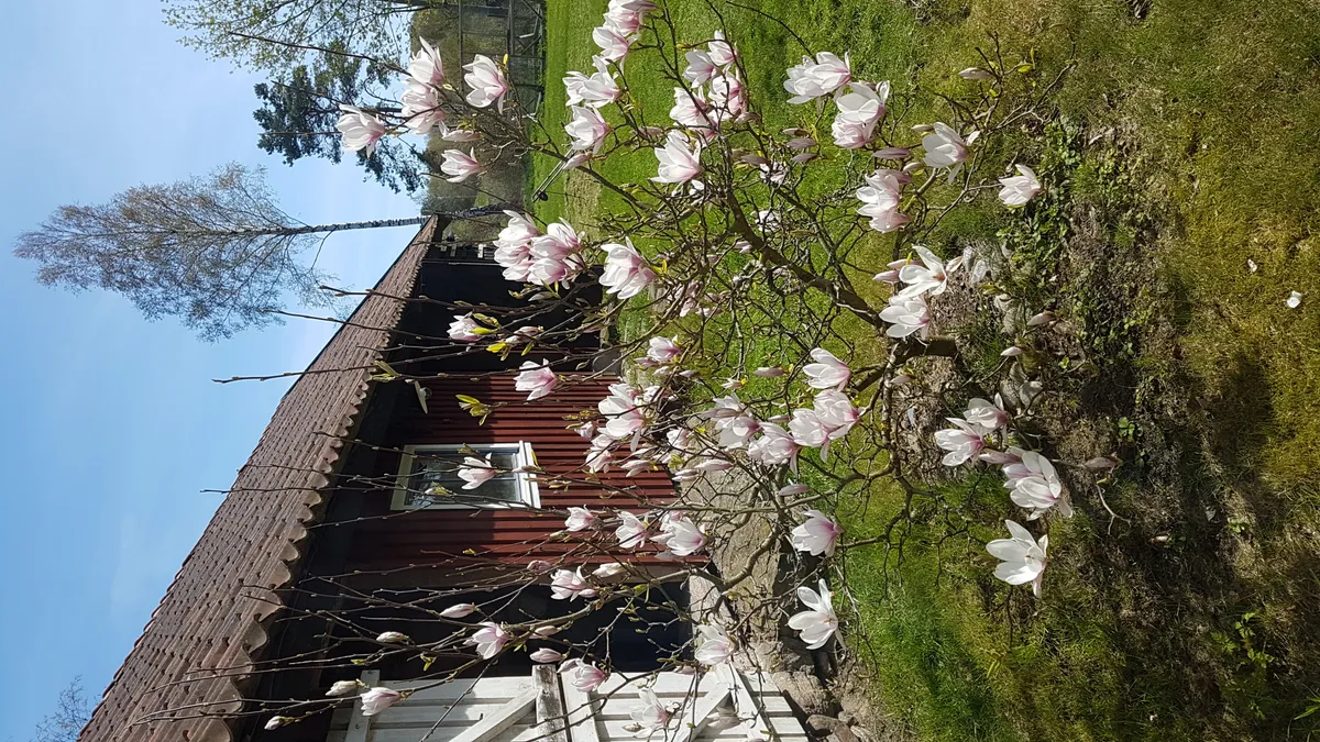 Hyresbostad på Åsa i asa