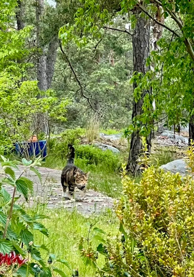 Hyresbostad på Skogås i skogas