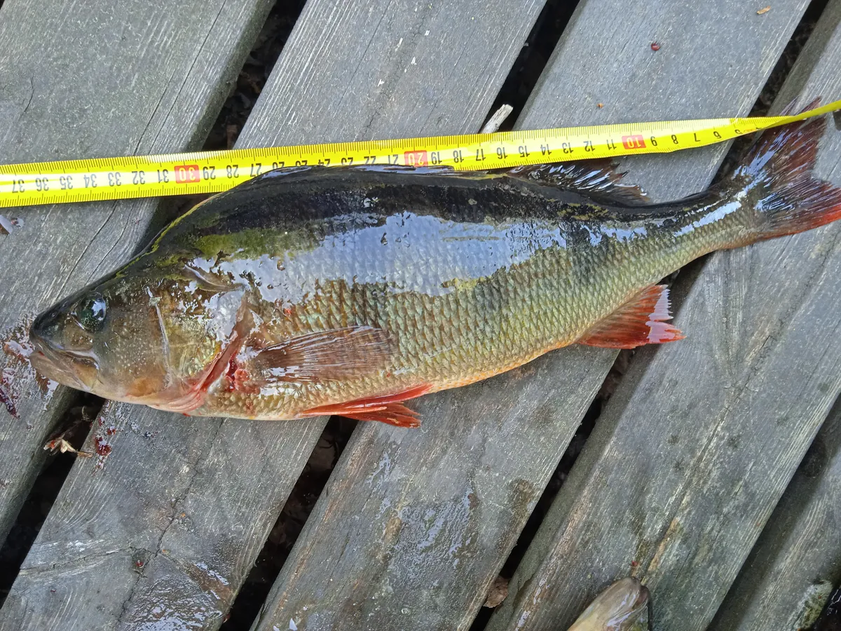 Hyresbostad på Pori i pori