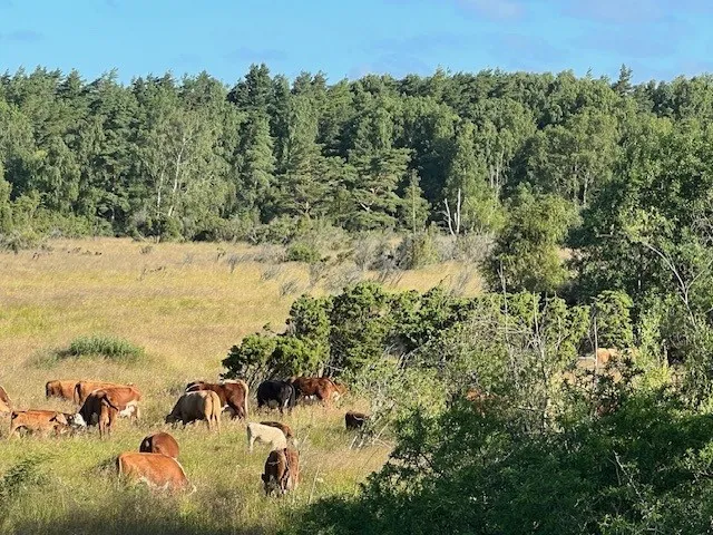 Hyreslägenhet på Torslanda i torslanda