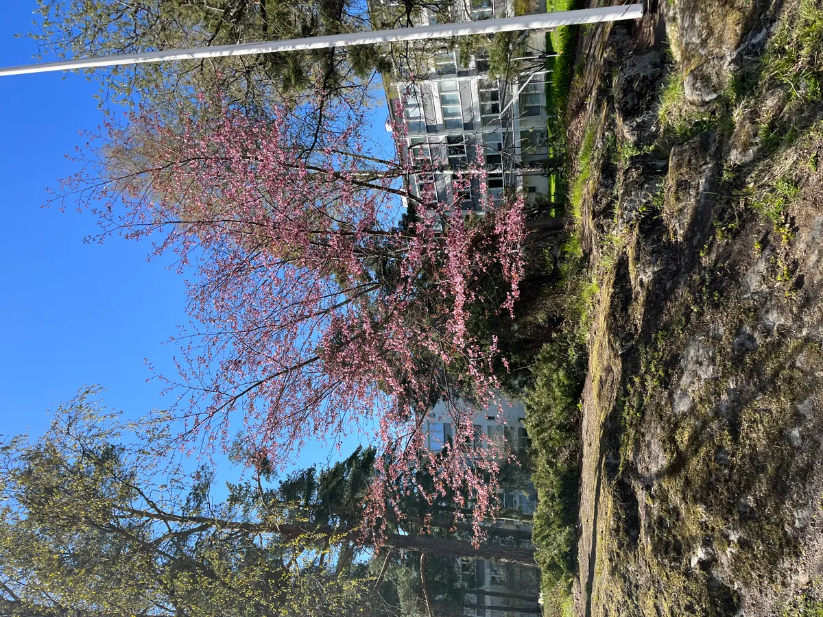 Hyreslägenhet på Helsinki i helsinki