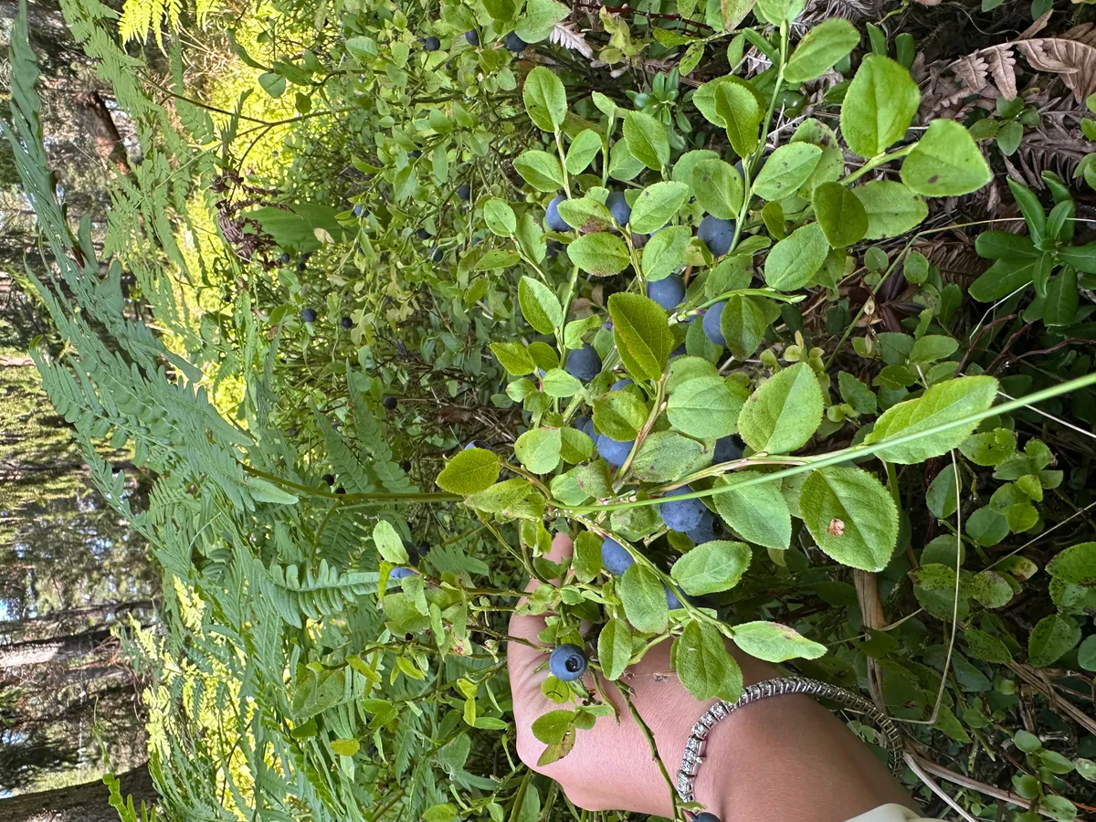 Hyresbostad på Djurhamn i djurhamn