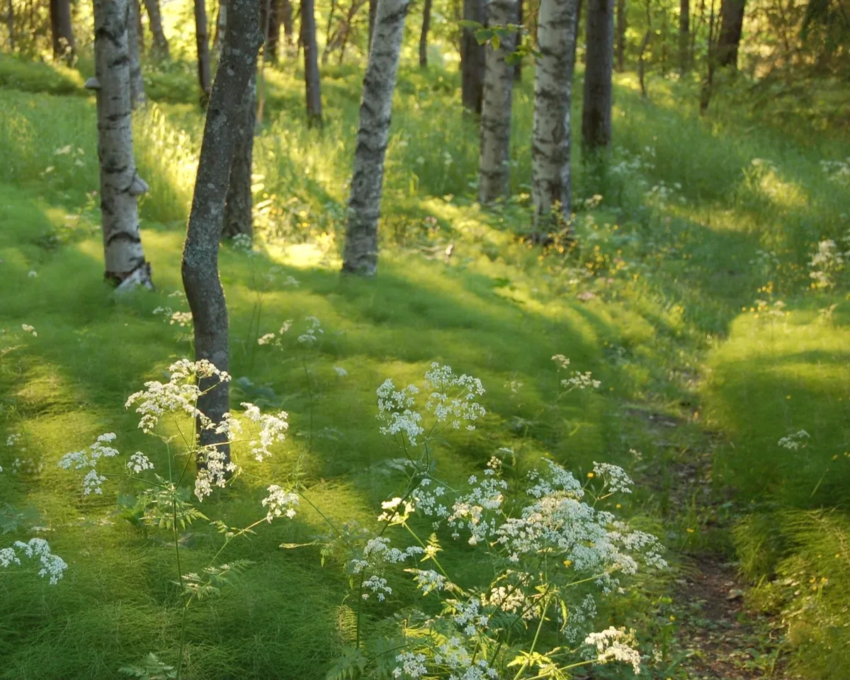 Hyreslägenhet på Sollefteå i solleftea