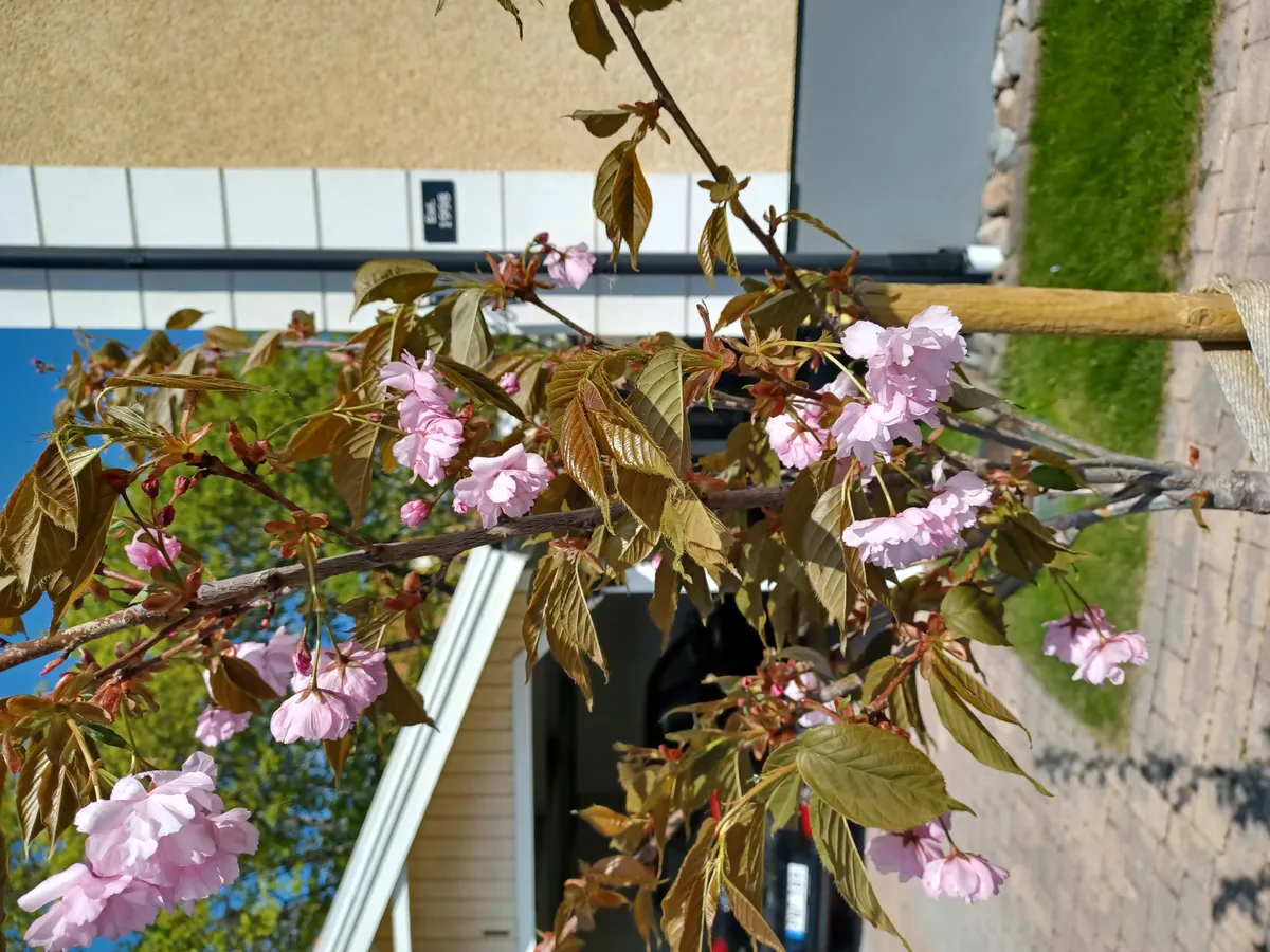 Hyreslägenhet på Västerås i vasteras