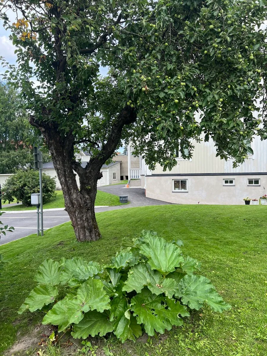 Hyreslägenhet på Sundsvall i sundsvall