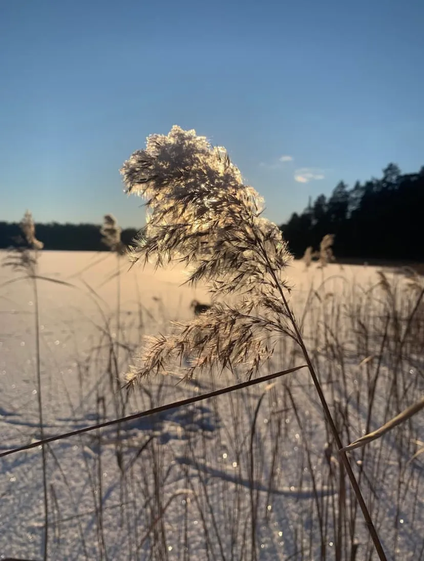 Hyresbostad på Ingarö i ingaro