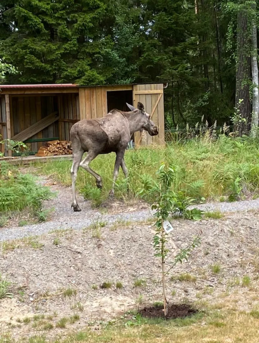 Hyresbostad på Ingarö i ingaro