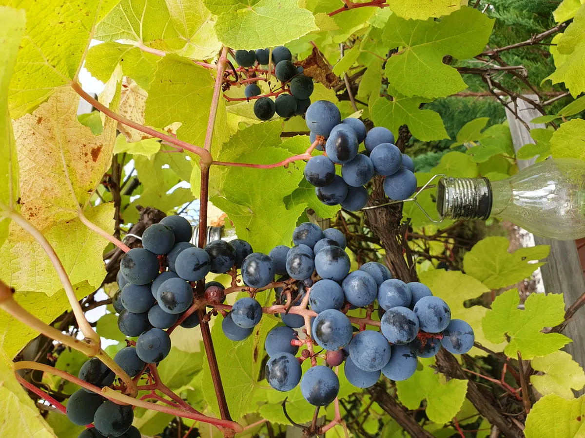 Hyresbostad på Vänersborg i vanersborg