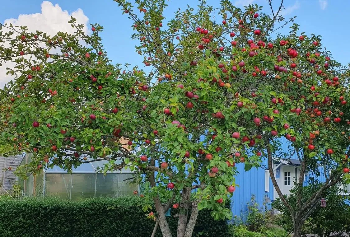 Hyresbostad på Vänersborg i vanersborg