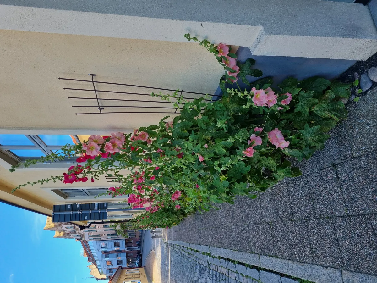 Hyreslägenhet på Ystad i ystad