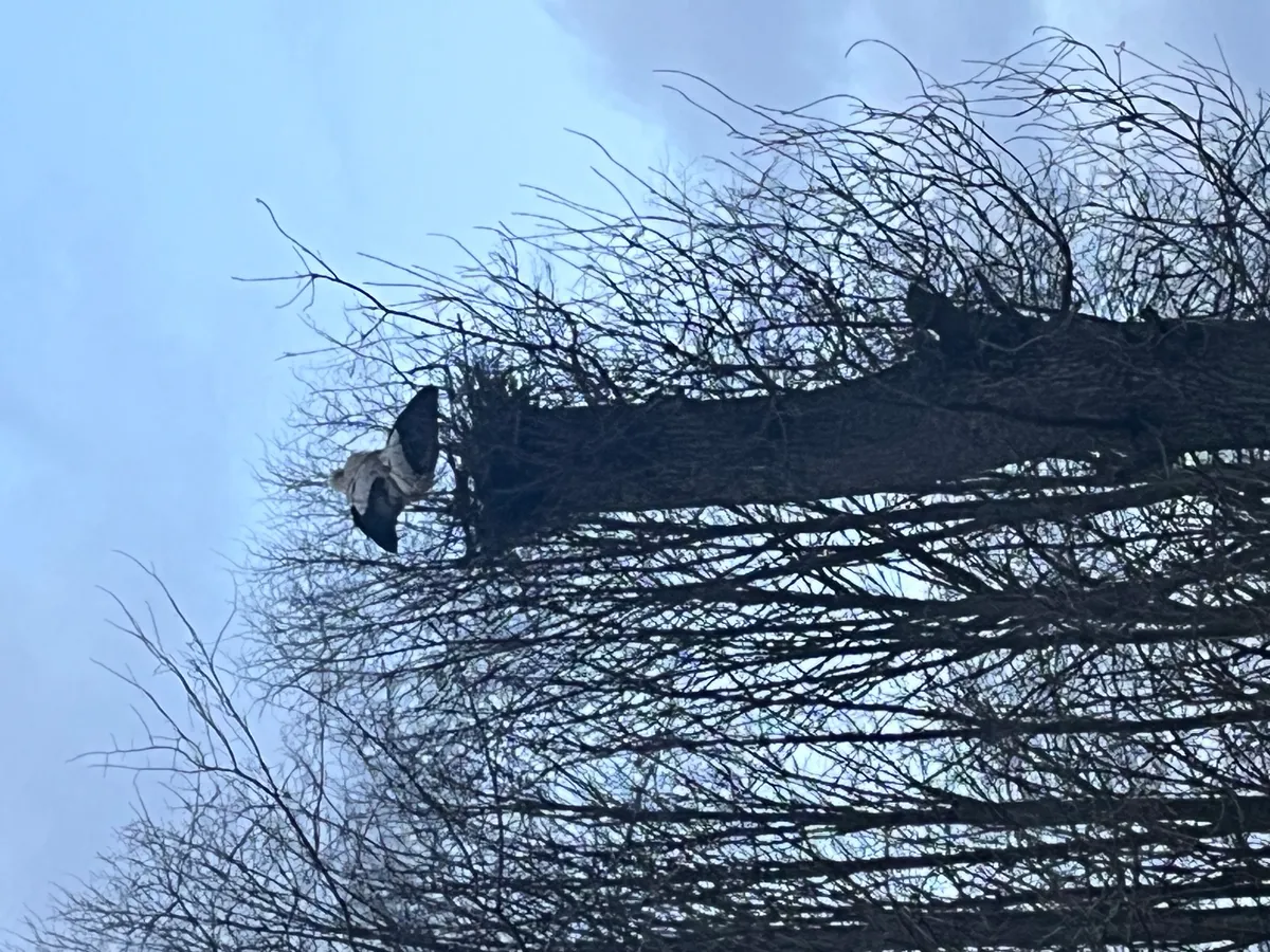 Hyresbostad på Höör i hoor