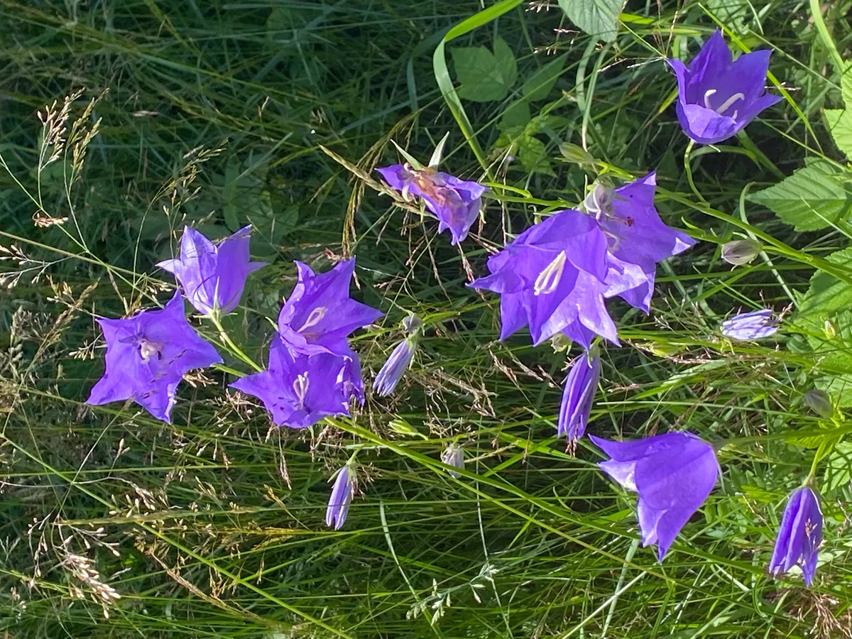 Hyresbostad på Vaggeryd i vaggeryd