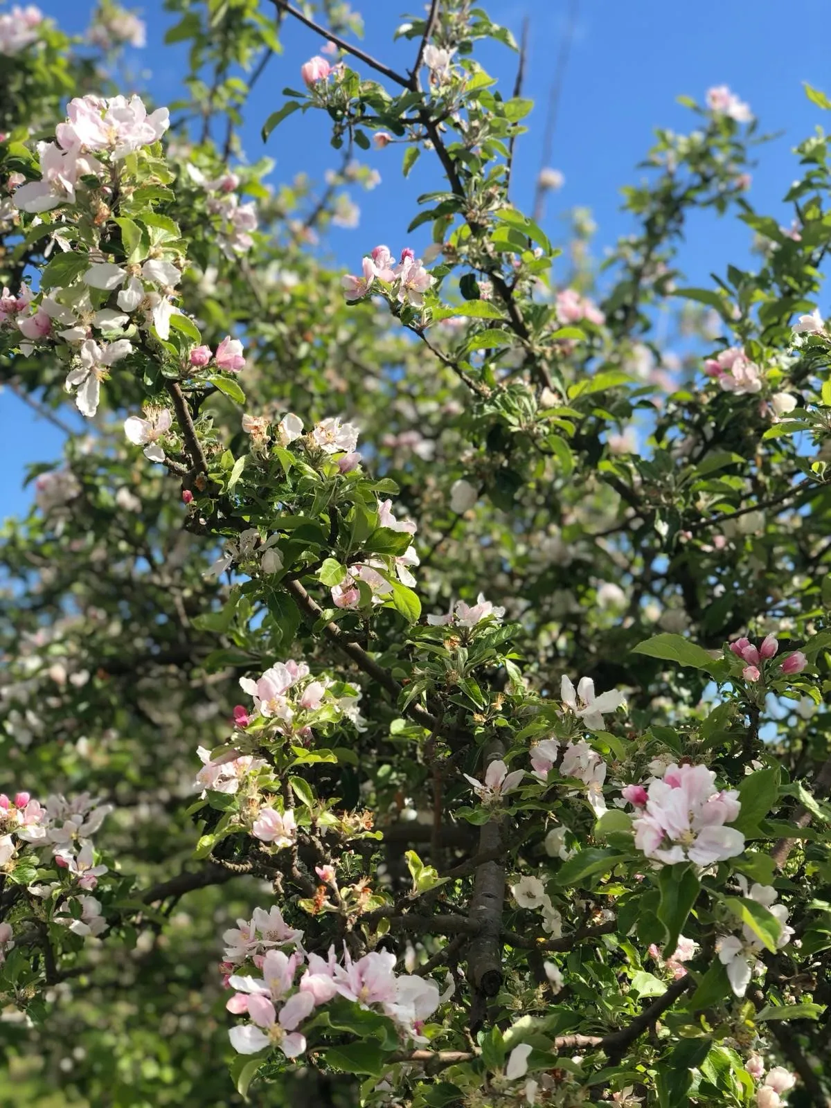 Hyresbostad på Simrishamn i simrishamn