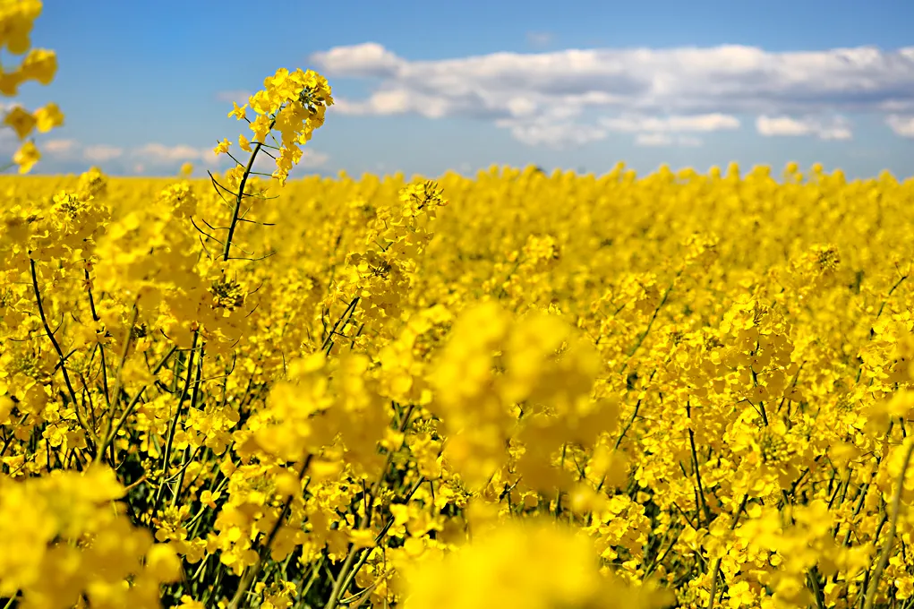 Hyreslägenhet på Vellinge i vellinge