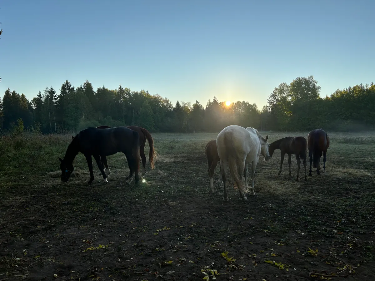 Hyresbostad på Östhammar i osthammar