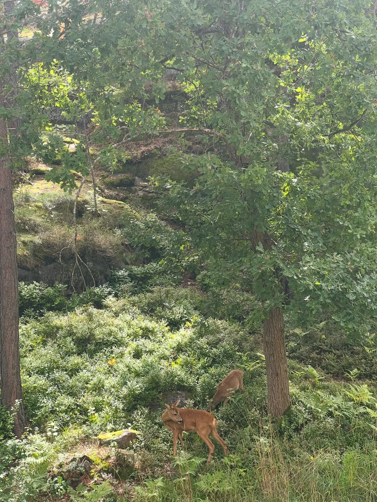 Hyreslägenhet på Bromma i bromma