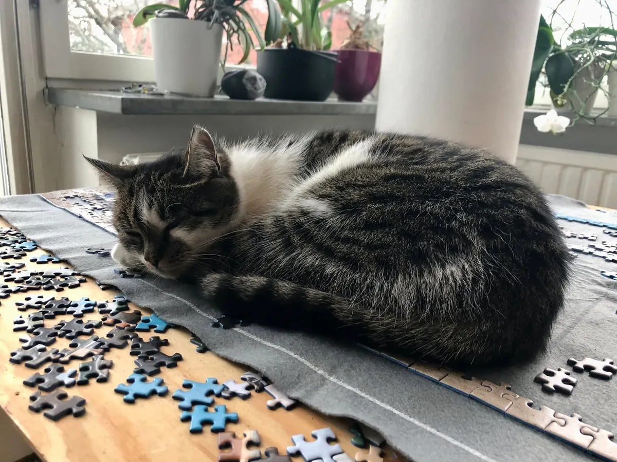 Hyreslägenhet på Bromma i bromma