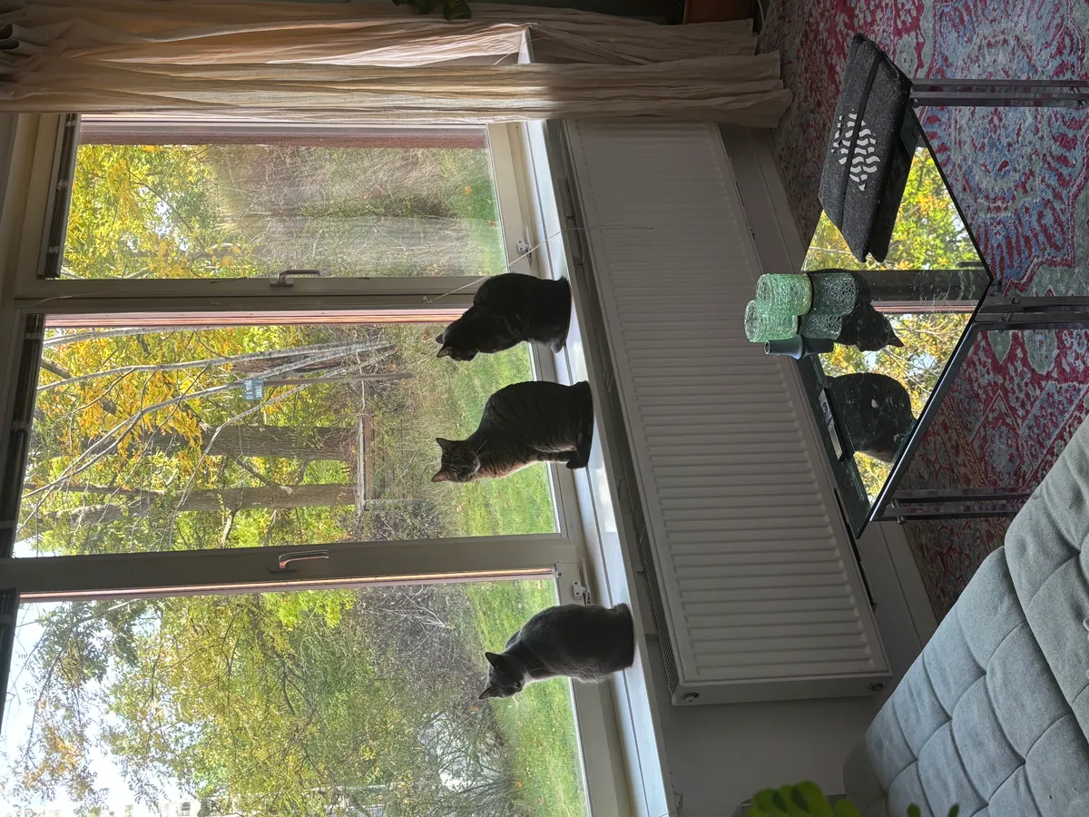 Hyreslägenhet på Göteborg i goteborg