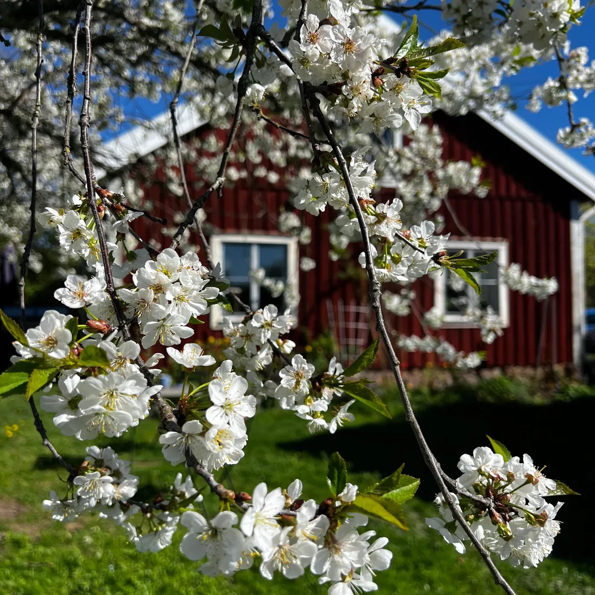 Hyresbostad på Tystberga i tystberga