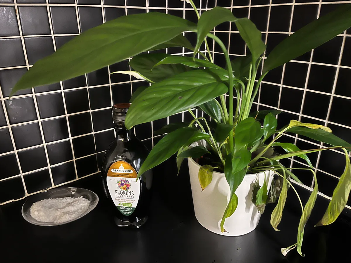 Hyreslägenhet på Göteborg i goteborg