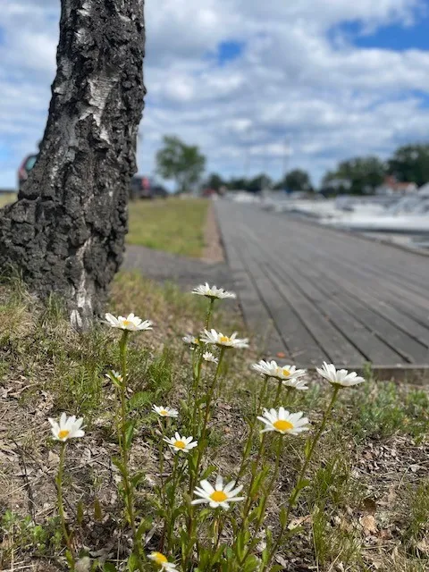 Hyreslägenhet på Oskarshamn i oskarshamn