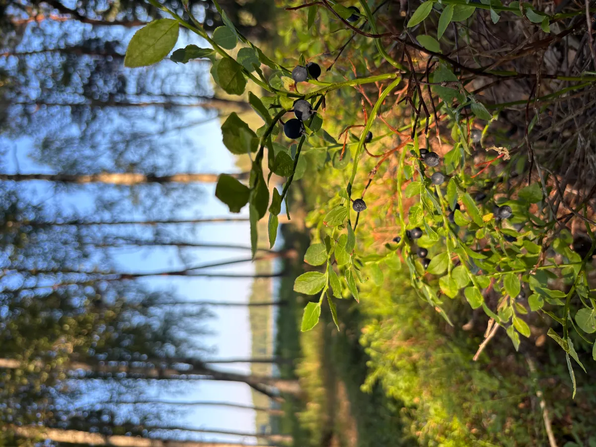 Hyresbostad på Värmdö i varmdo
