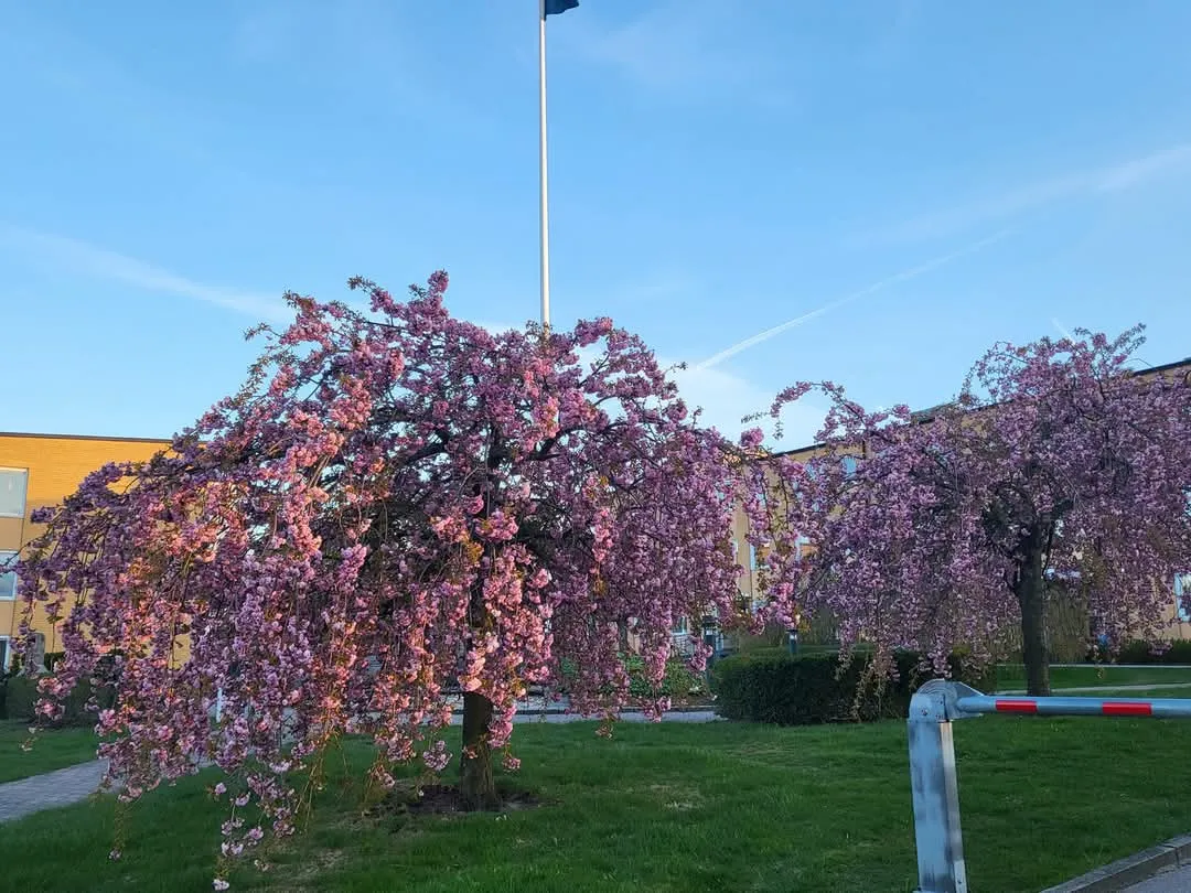 Hyreslägenhet på Norrköping i norrkoping