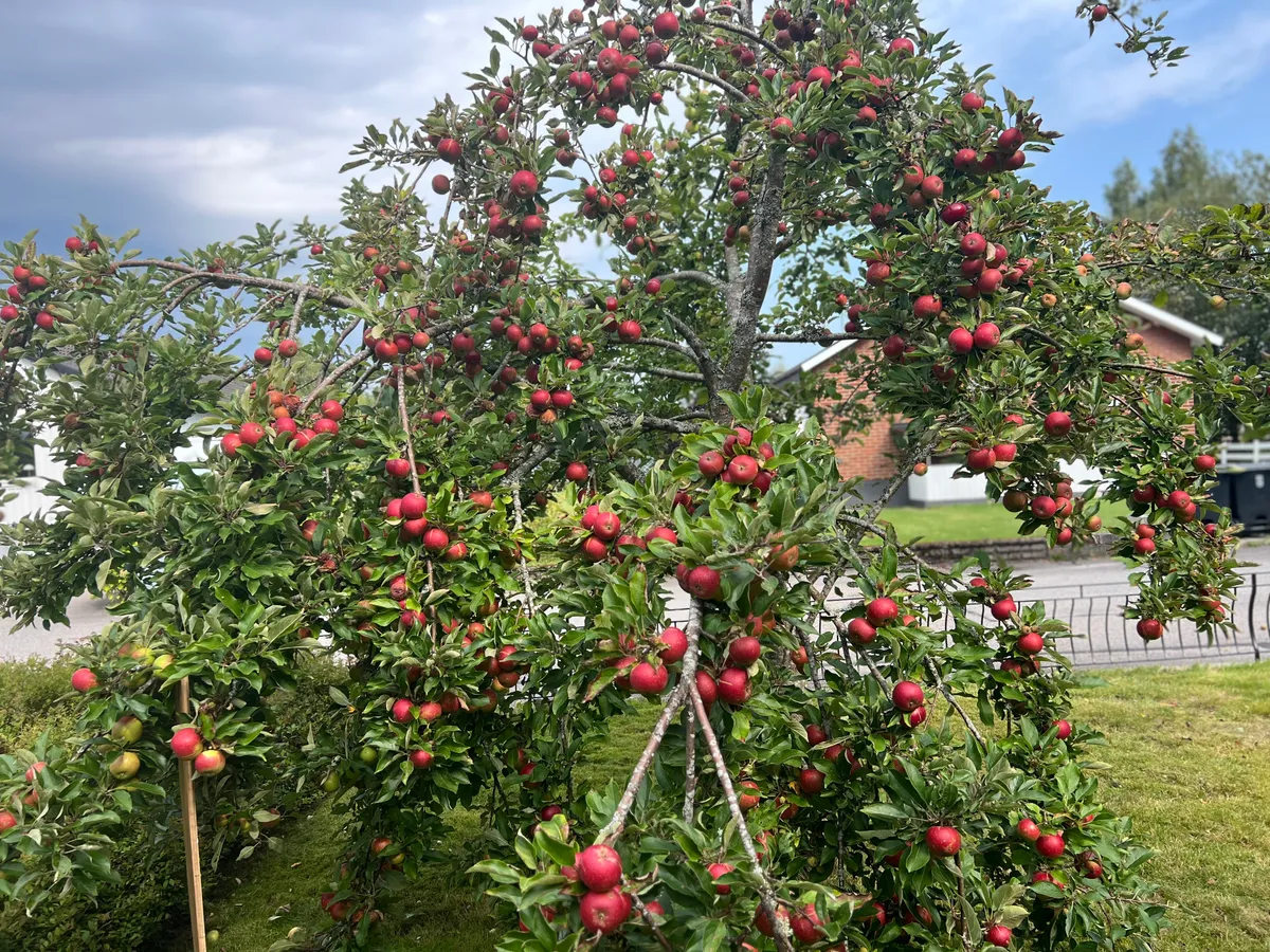 Hyresbostad på Fristad i fristad