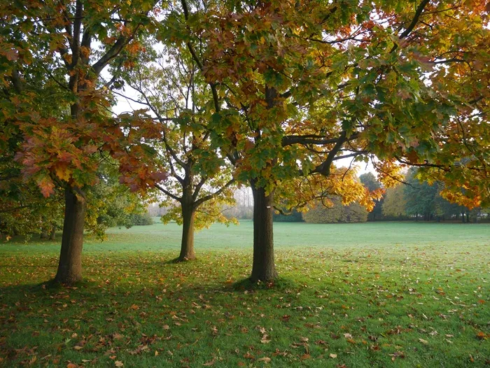 Hyreslägenhet på Alnarp i alnarp