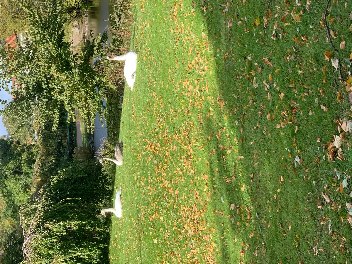 Hyreslägenhet på Landskrona i landskrona