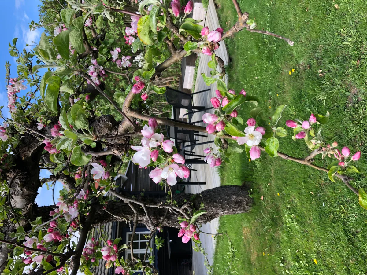 Hyreslägenhet på Uppsala i uppsala